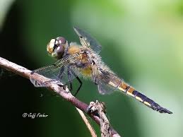 Attēlu rezultāti vaicājumam “Libellula quadrimaculata eggs”
