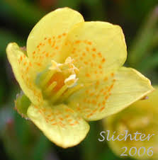 Attēlu rezultāti vaicājumam “Saxifraga hirculus”