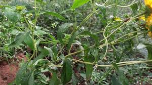 Attēlu rezultāti vaicājumam “Inula britannica leaf”