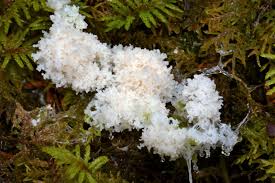 Attēlu rezultāti vaicājumam “Fuligo candida”