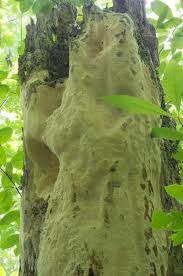 Attēlu rezultāti vaicājumam “Perenniporia subacida”