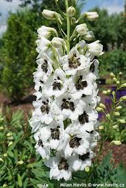 Attēlu rezultāti vaicājumam “Delphinium elatum  bud”