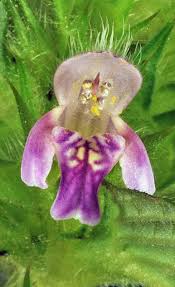 Attēlu rezultāti vaicājumam “Galeopsis bifida”