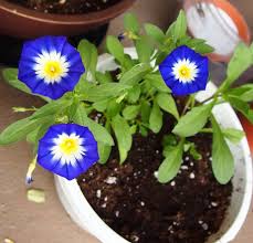 Image result for Convolvulus tricolor