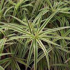Attēlu rezultāti vaicājumam “Carex acutiformis leaf”