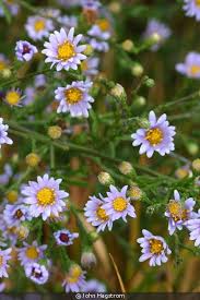 Attēlu rezultāti vaicājumam “Symphyotrichum x salignum flower”