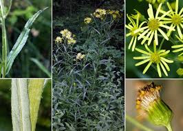 Attēlu rezultāti vaicājumam “Jacobaea paludosa flower”