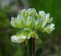 Attēlu rezultāti vaicājumam “Trifolium medium bud”