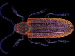 Attēlu rezultāti vaicājumam “Lycogala leopardinum macro”