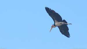 Attēlu rezultāti vaicājumam “Ciconiiformes”