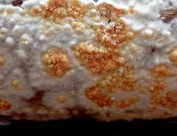 Attēlu rezultāti vaicājumam “Leucogyrophana mollusca”