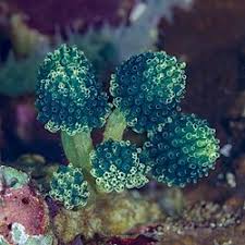 Attēlu rezultāti vaicājumam “Pantilius tunicatus imago”