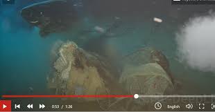 Image result for Somniosus pacificus