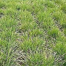 Attēlu rezultāti vaicājumam “Festuca rubra subsp. rubra leaf”