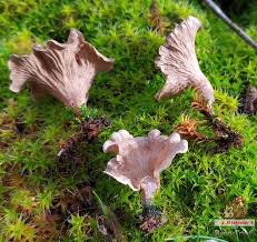 Attēlu rezultāti vaicājumam “Arrhenia spatulata”