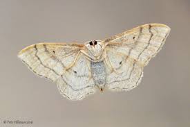 Attēlu rezultāti vaicājumam “Idaea aversata”