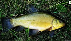 Image result for Tinca tinca