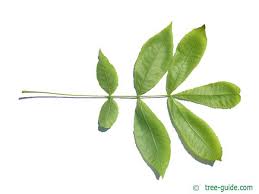 Attēlu rezultāti vaicājumam “Carya cordiformis”