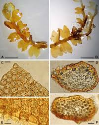 Attēlu rezultāti vaicājumam “Gymnocolea inflata”