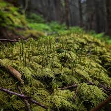 Attēlu rezultāti vaicājumam “Hylocomium splendens”
