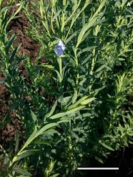 Attēlu rezultāti vaicājumam “Linum usitatissimum leaf”
