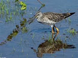 Image result for Tringa melanoleuca