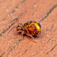 Attēlu rezultāti vaicājumam “Symphypleona”