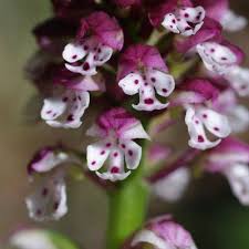 Attēlu rezultāti vaicājumam “Orchis ustulata flower”