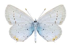 Attēlu rezultāti vaicājumam “Everes argiades male”