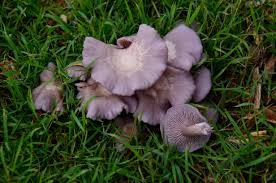 Attēlu rezultāti vaicājumam “Lepista sp.”