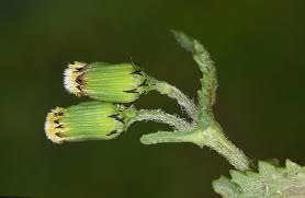 Attēlu rezultāti vaicājumam “Senecio vulgaris flower”