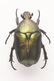 Attēlu rezultāti vaicājumam “Potosia cuprea”