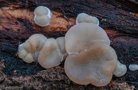 Attēlu rezultāti vaicājumam “Bondarzewia mesenterica”