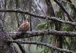 Attēlu rezultāti vaicājumam “Tetrastes bonasia”