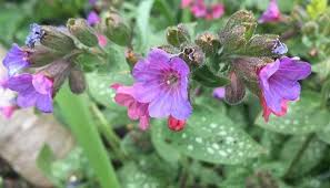Attēlu rezultāti vaicājumam “Pulmonaria angustifolia flower”