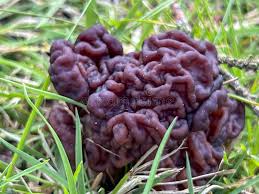 Attēlu rezultāti vaicājumam “Gyromitra gigas”