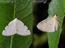 Attēlu rezultāti vaicājumam “Lomographa bimaculata”