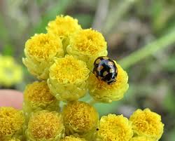 Attēlu rezultāti vaicājumam “Griselda ustomaculana”