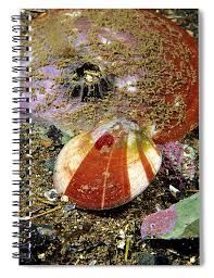 Image result for Placopecten magellanicus