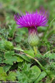 Attēlu rezultāti vaicājumam “Cirsium acaule flower”