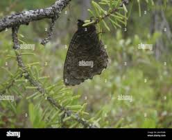 Attēlu rezultāti vaicājumam “Oeneis jutta”