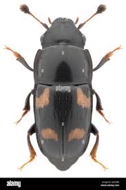 Attēlu rezultāti vaicājumam “Glischrochilus hortensis”