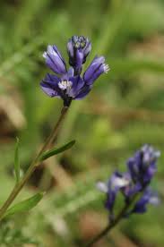 Attēlu rezultāti vaicājumam “Polygala comosa flower”