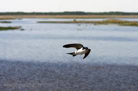 Attēlu rezultāti vaicājumam “Passeriformes”