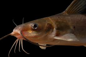 Image result for Ictalurus punctatus