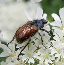 Attēlu rezultāti vaicājumam “Phyllopertha horticola”
