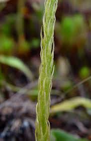 Attēlu rezultāti vaicājumam “Lycogala asperum”