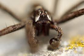 Attēlu rezultāti vaicājumam “Pisaura mirabilis cocoon”