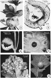 Attēlu rezultāti vaicājumam “Geocrypta galii”