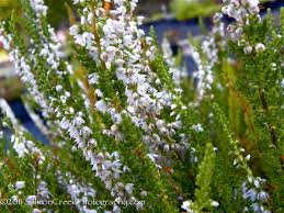 Attēlu rezultāti vaicājumam “Calluna vulgaris flower”